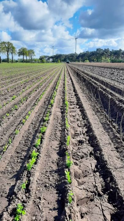  PLANT WEER Strakke  lijnen over de